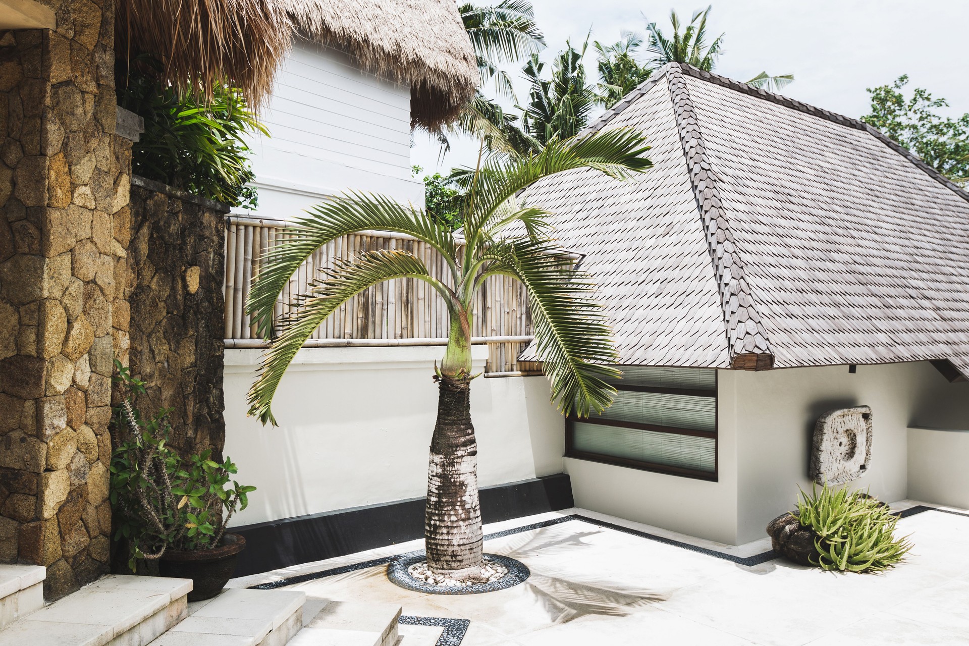 Decorative  small palm tree on white background wall in house rustic Bali style